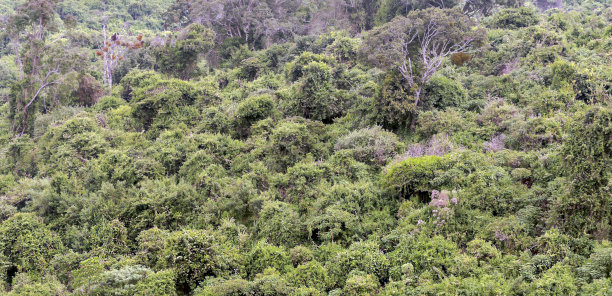 丛林中的森林图片下载