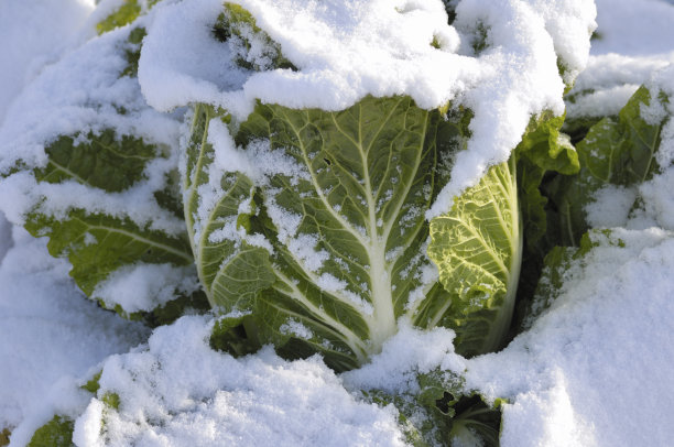 卷心菜埋在雪地里图片下载