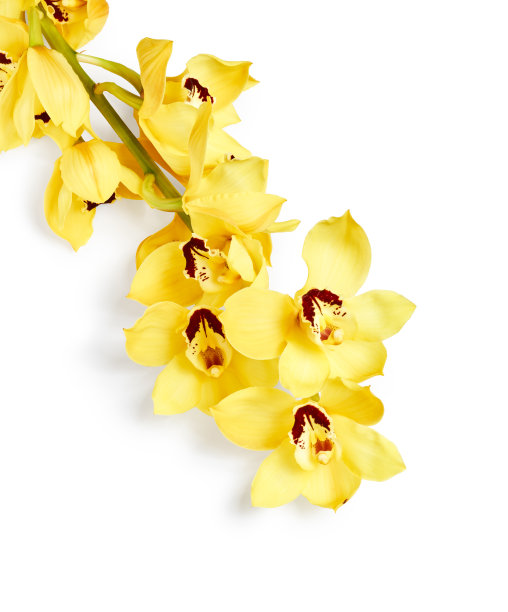 黄色的兰花花图片下载