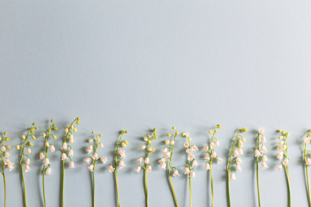 蓝色背景上盛开的铃兰。时尚花背景。图片下载