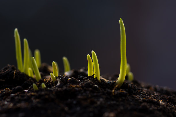 小麦芽背景图片下载