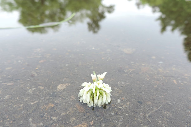 白林三叶草花躺在水坑里图片下载