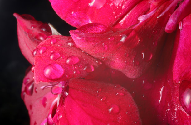 天竺葵花瓣上的液滴(宏观)图片下载