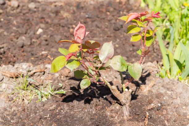 玫瑰丛在夏天被种在花园里图片下载