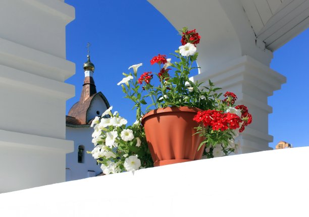 佩妮和马鞭草在窗台上的花盆里。图片下载