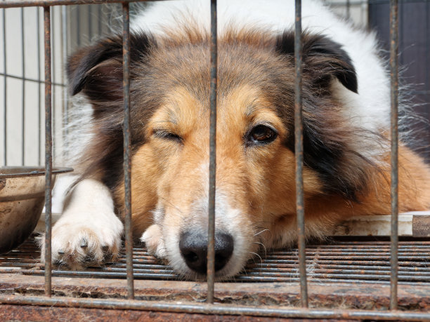 特写的设得兰牧羊犬在笼子里，美丽的纯种狗的脸与有趣的表情。图片下载