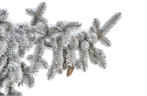 冷杉树枝上有球果，白霜和雪孤立在白色上图片下载