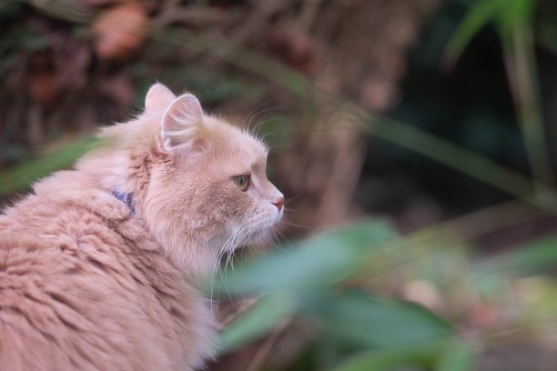 大姜的猫图片下载