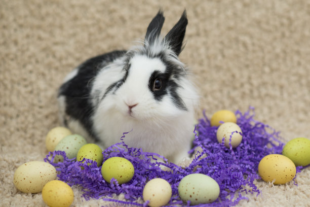 好奇的复活节兔子图片下载