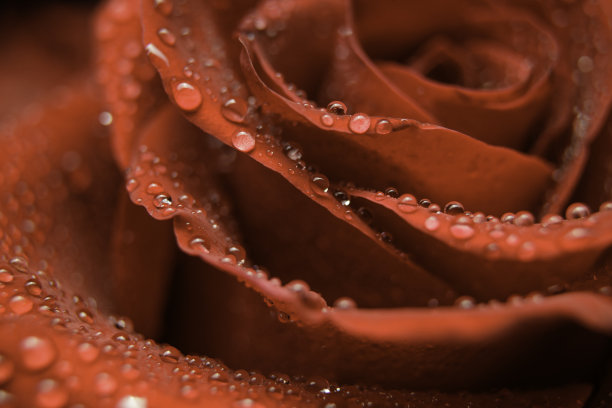 红玫瑰背景图片下载