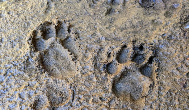 野生动物的爪印图片下载