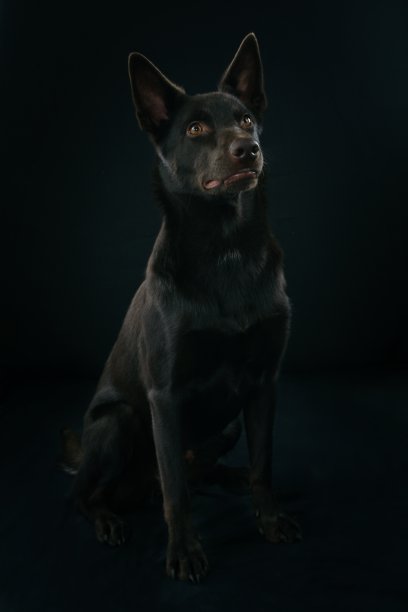 狗狗工作室在黑色的背景图片下载