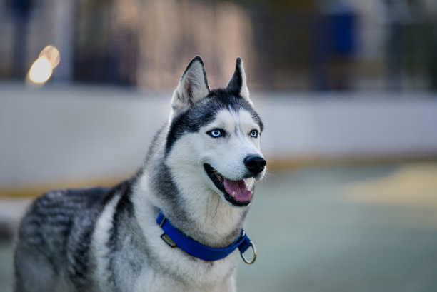 男性哈士奇肖像在日落在黄昏黄昏美丽的肖像黑白色光哈士奇与蓝色眼睛图片下载