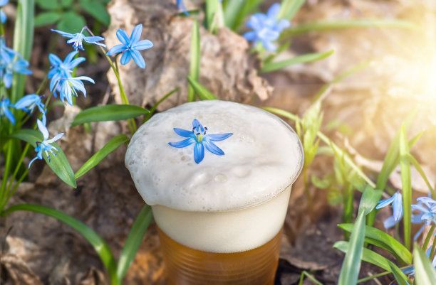 啤酒和蓝色的花春天，雪花莲锡拉图片下载