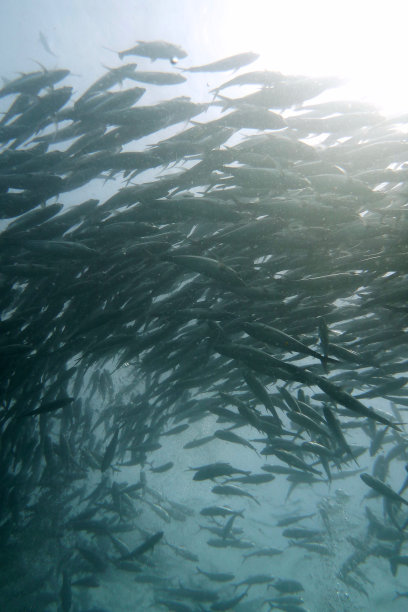 西巴丹马布尔水下的鱼群图片下载