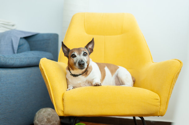 狗坐在家里的扶手椅上图片下载