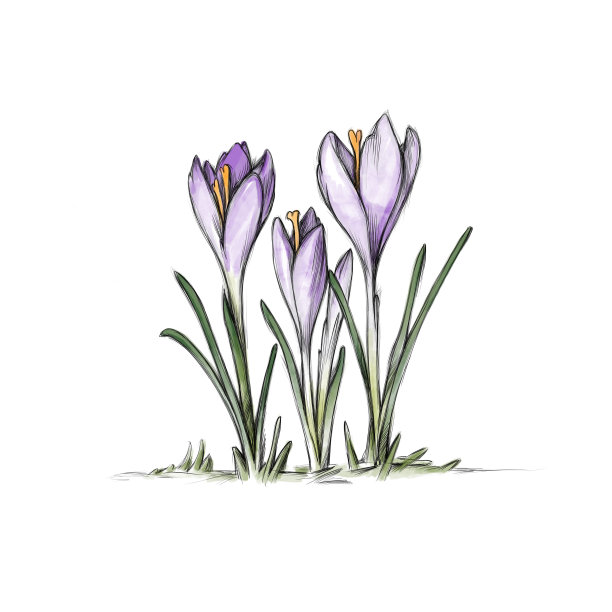 白色背景上的三朵紫色番红花图片下载