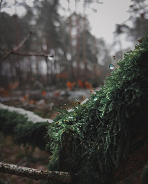 森林系列图片下载