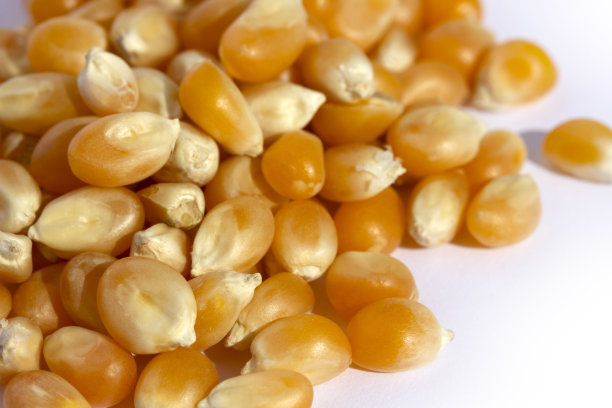 白色背景上的玉米粒图片下载