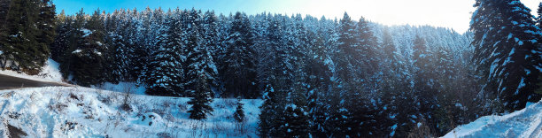 发夹曲线与树木在冬天图片下载