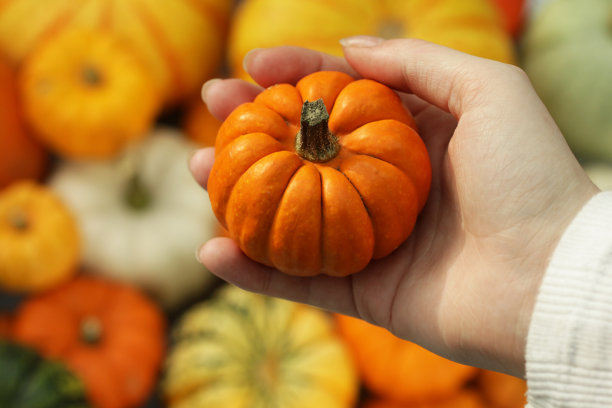 特写图像的女孩拿着橙色的葫芦在一堆黄色，白色和橙色的南瓜和葫芦，升高的观点，聚焦前景图片下载