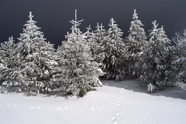 雪地里的动物脚印进入森林图片下载