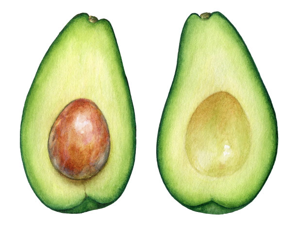 鳄梨片的植物学说明图片下载