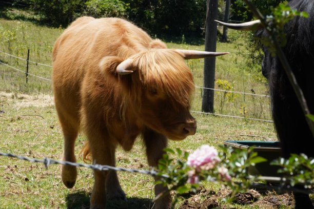 走在篱笆围起来的田野里的高地奶牛图片下载