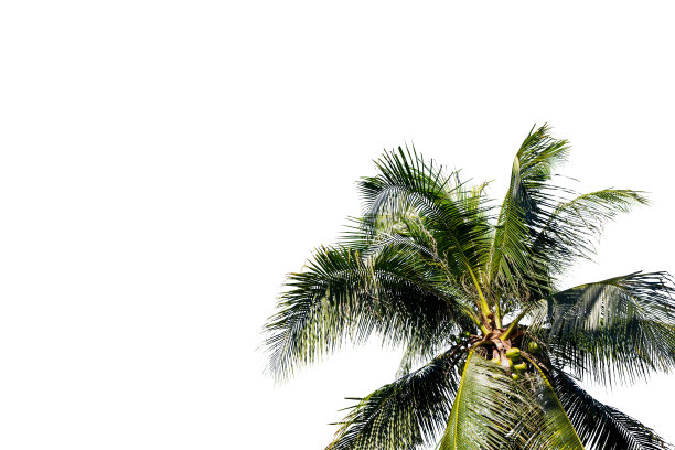 一种热带棕榈树，叶子蓬松，孤立在白色背景上。自然椰子树照片剪辑。旅行或酒店横幅模板。绿色椰子树孤立。异国风情的岛屿度假剪辑艺术图片下载