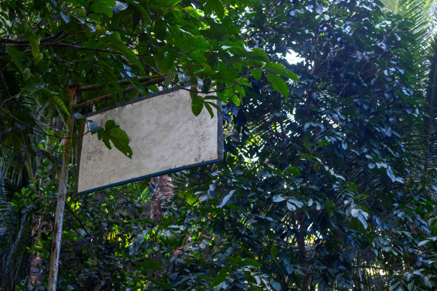 以绿色森林为背景的质朴木制标志。野生森林中旅馆或旅馆的空白标志。丛林森林徒步点。夏日的绿树和古老的标志图片下载