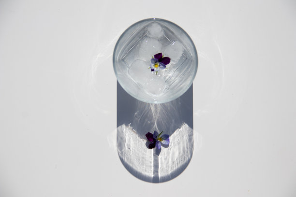 白色背景上的紫色特写。花的设计图片下载