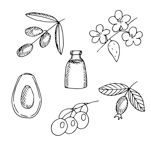 化妆油和植物，橄榄枝，杏仁枝与花，葡萄，鳄梨，玫瑰果，矢量插图，素描图片下载