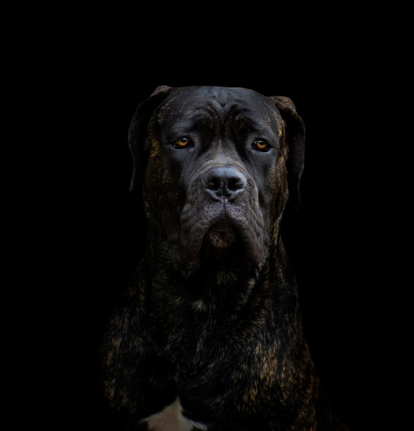 画像中一条严肃高贵的犬类斜藤品种图片下载