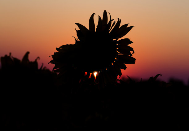 轮廓向日葵图片下载