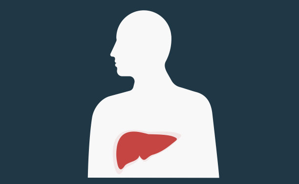 肝脏器官图解图片下载