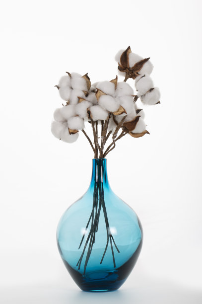 成熟棉枝图片下载