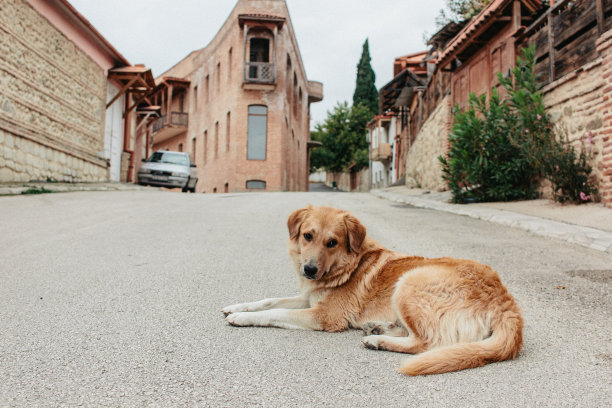 一只孤独的狗躺在中世纪城市空旷的街道上图片下载