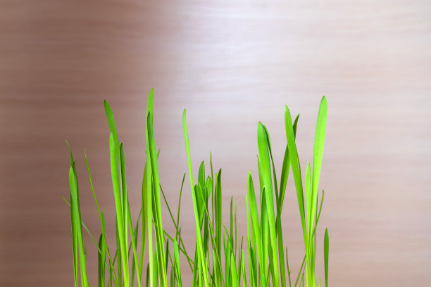 绿色的草芽给猫。春草的茎在一个明亮的背景图片下载