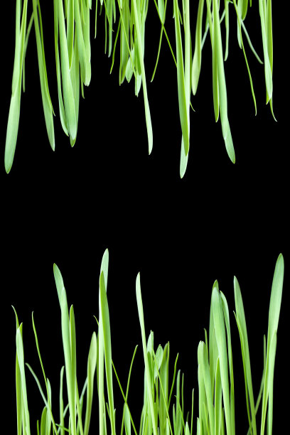 画面是黑色背景上的绿草。概念与空白的文本图片下载