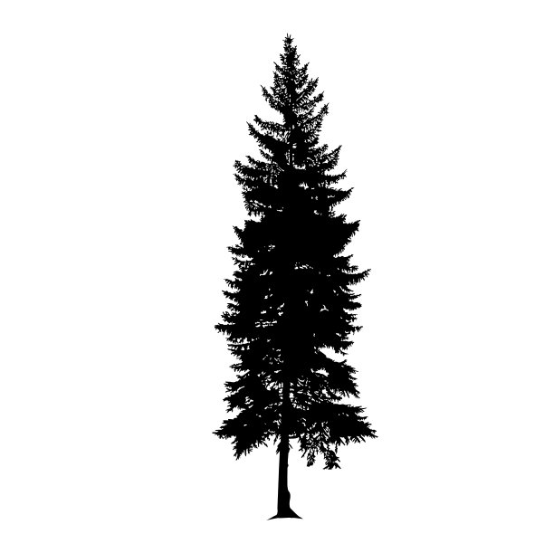 松树的剪影。图片下载