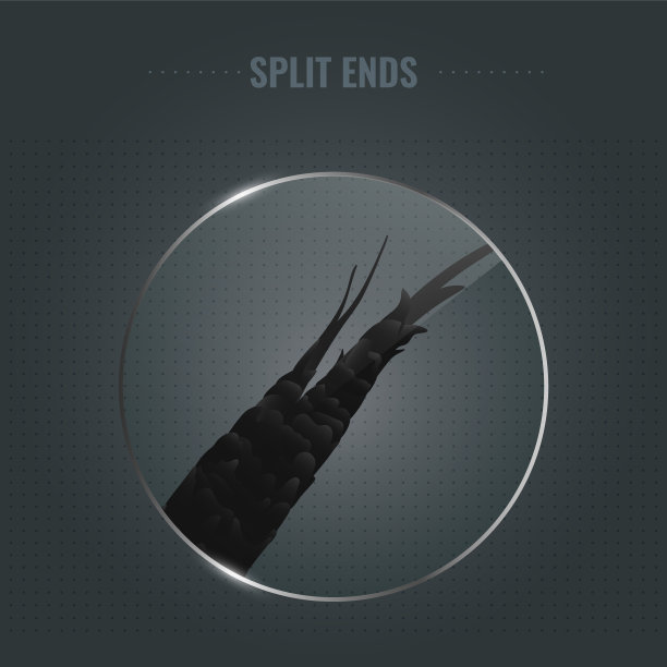 显微镜下受损毛囊分叉图片下载