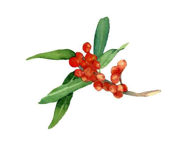 水彩沙棘枝与叶和浆果孤立在白色的背景。图片下载
