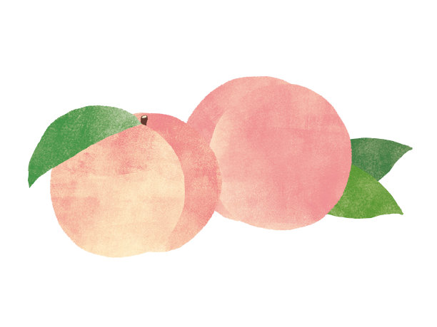 桃子。水彩画在白色的背景图片下载
