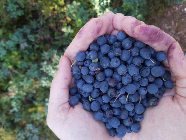 女性的手在夏季的森林里采集蓝莓。女人的手沾满了蓝莓。图片下载