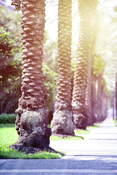 佛罗里达的棕榈树图片下载