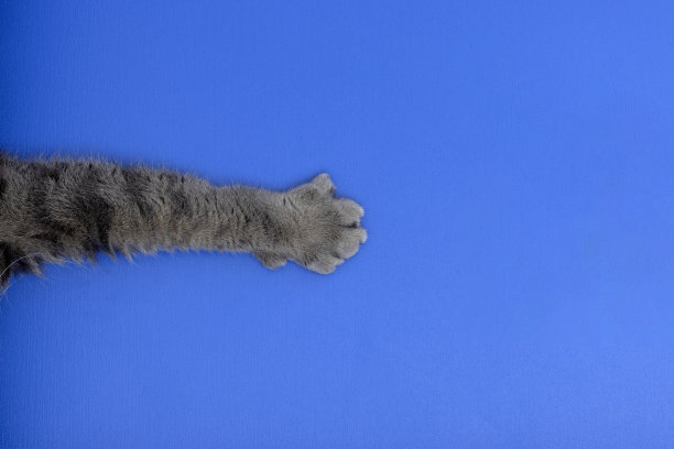 蓝色背景上的英国短毛猫的爪子图片下载