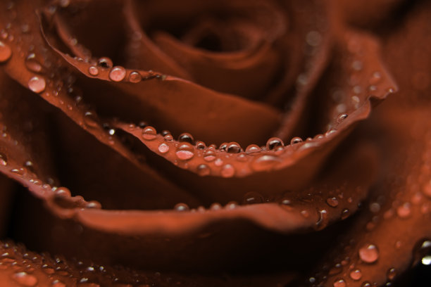 红玫瑰背景图片下载