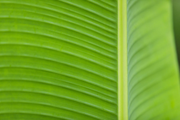 蕨类植物纹理背景在巴厘岛图片下载