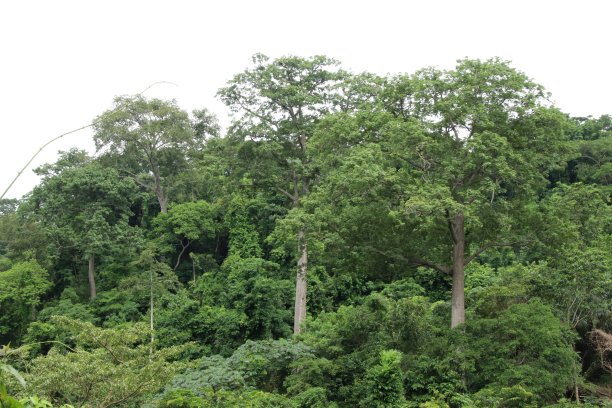 雨林中的雨水，米萨霍公路上的巨树植被，Agomé，西非多哥。图片下载
