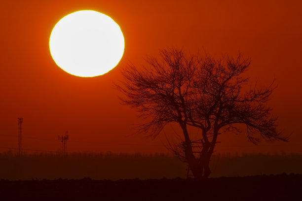 大太阳与橙色的天空和黑树的剪影在日落时间图片下载